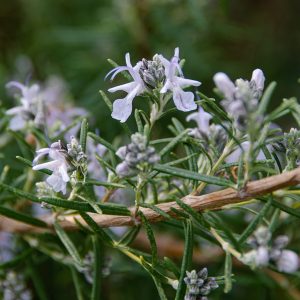 Aromatique