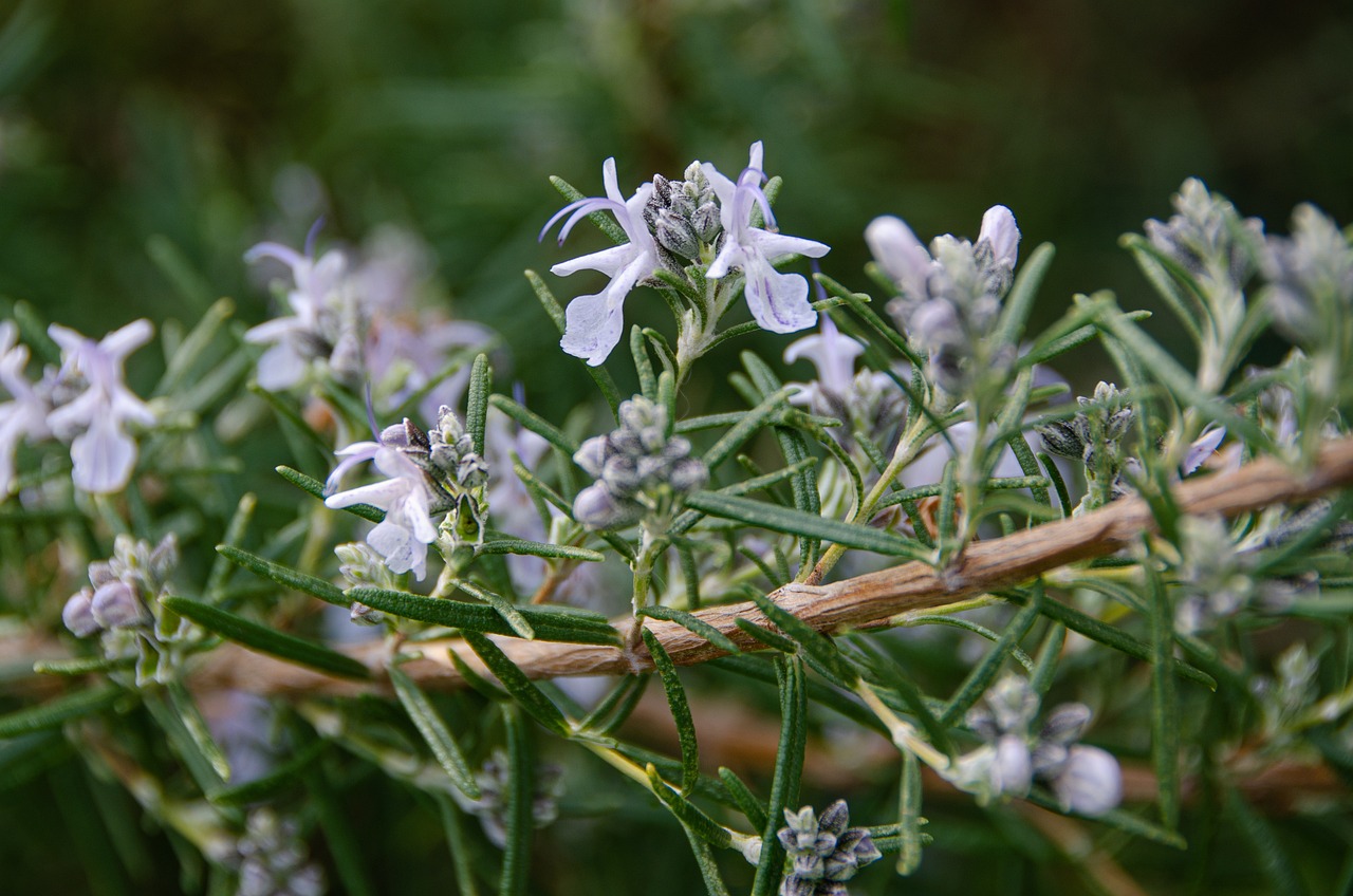 Aromatique